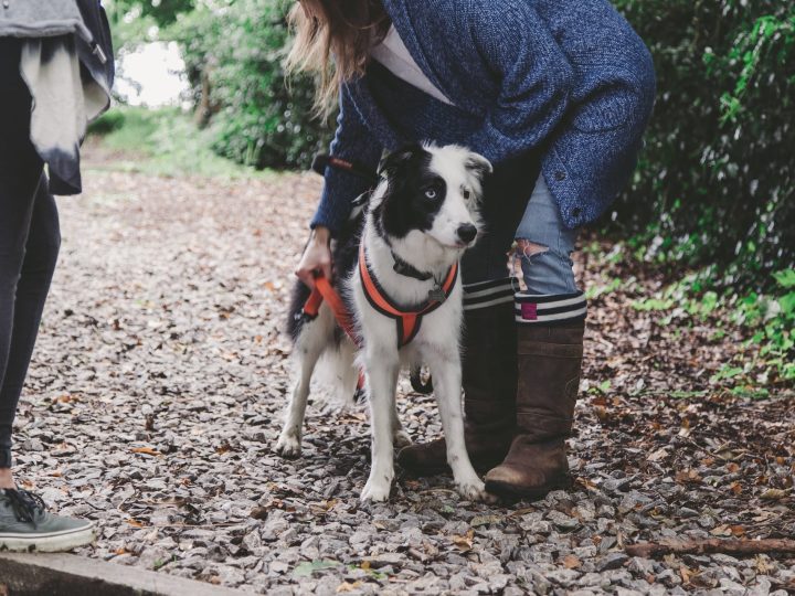 hoeveel tepels heeft een hond