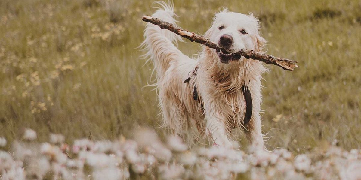 hond heeft warme oren