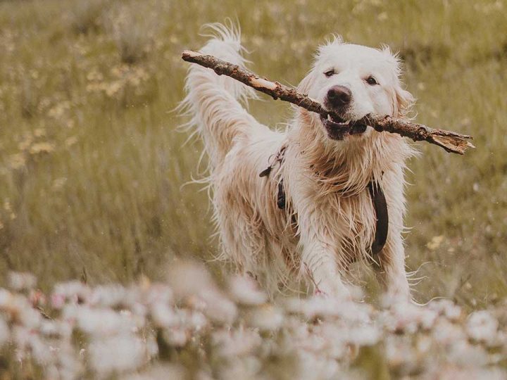 hond heeft warme oren