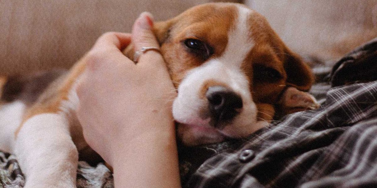 hond slaapt met ogen open
