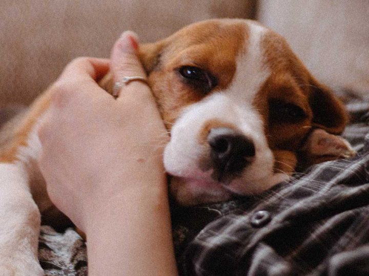 hond slaapt met ogen open