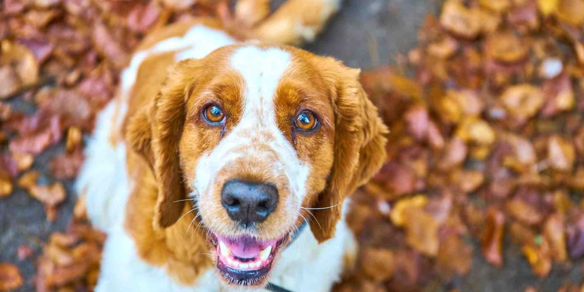 honden die goed alleen kunnen zijn
