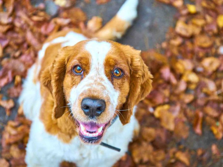honden die goed alleen kunnen zijn
