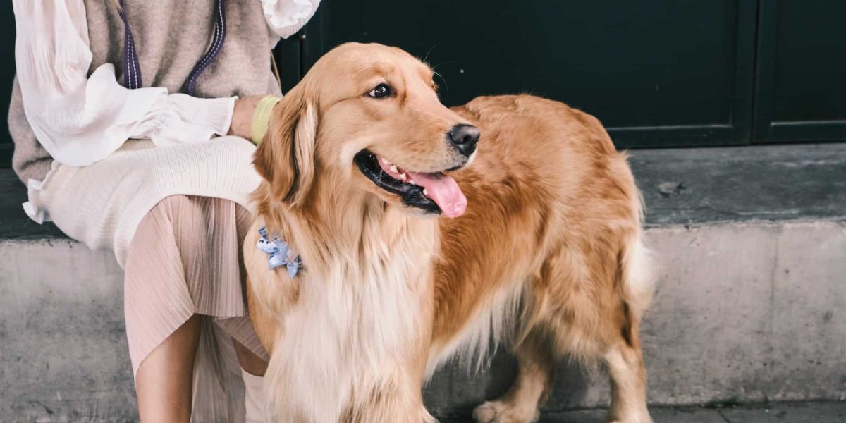 honden die het meest verharen