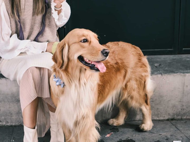 honden die het meest verharen