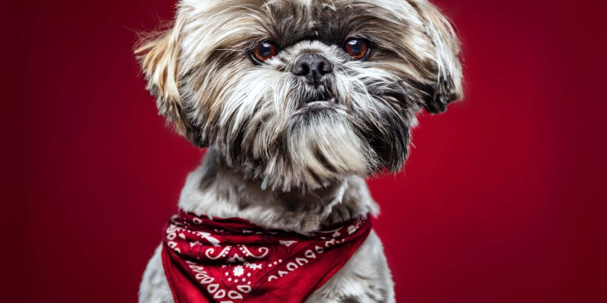 honden met een baard