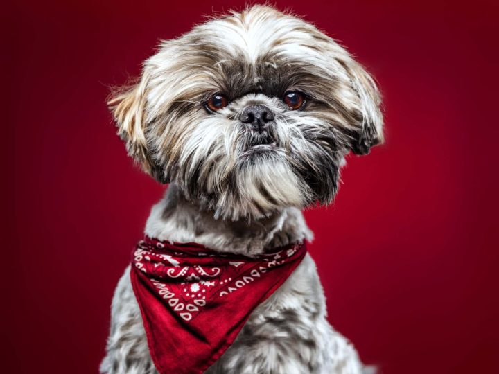 honden met een baard