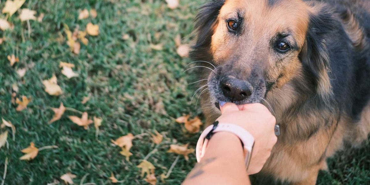 mag een hond drop eten