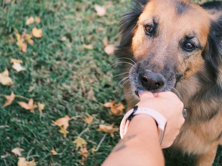 mag een hond drop eten