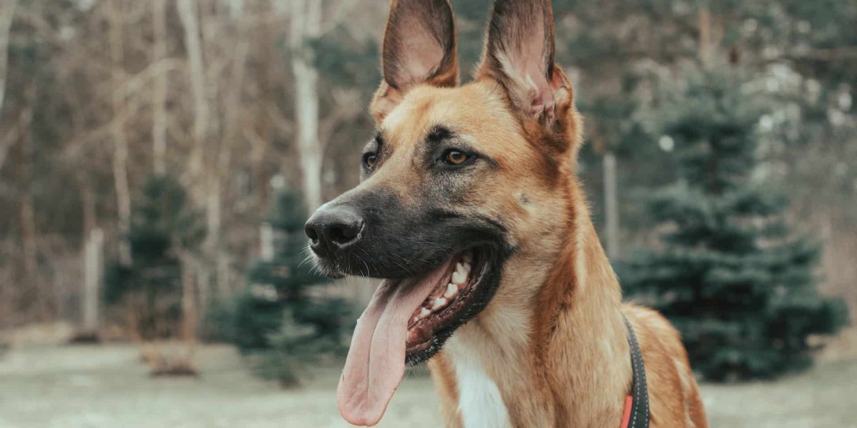 oren hond schoonmaken babydoekje