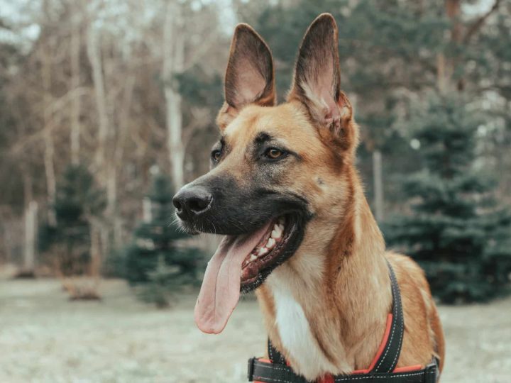 oren hond schoonmaken babydoekje