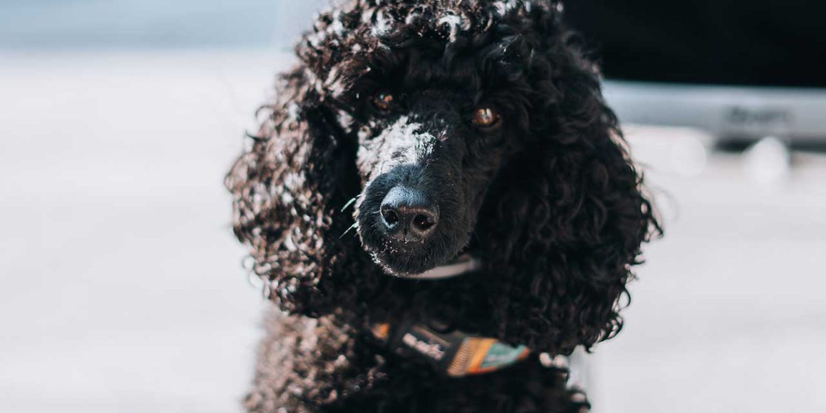proplan hondenvoer