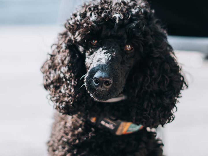 proplan hondenvoer