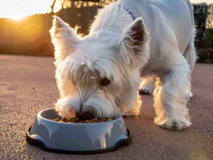 purina hondenvoer