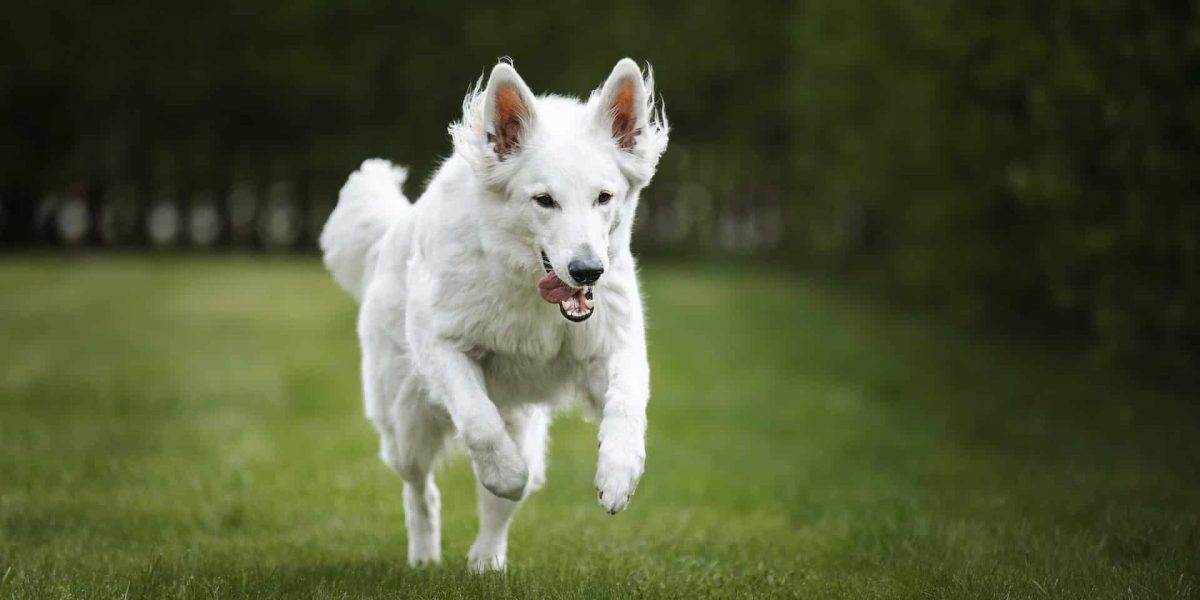 witte hondenrassen