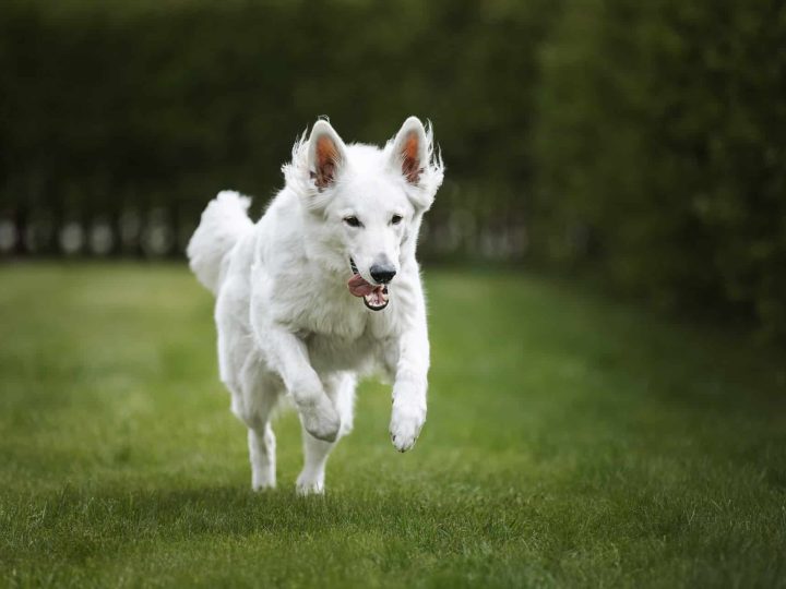 witte hondenrassen