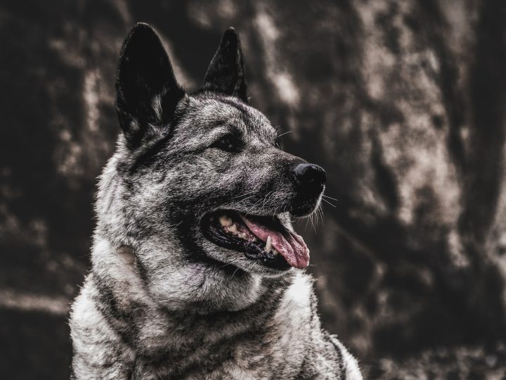 zweedse witte elandhond