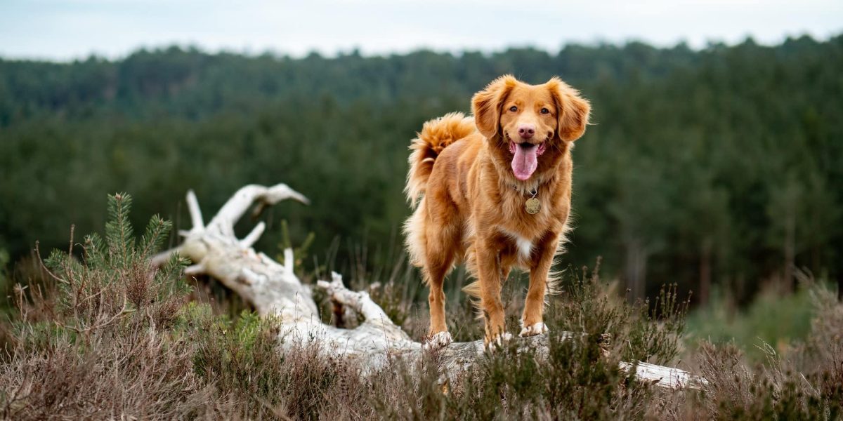 hond eet gras