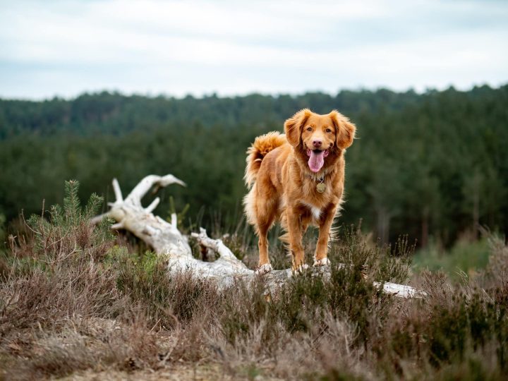 hond eet gras