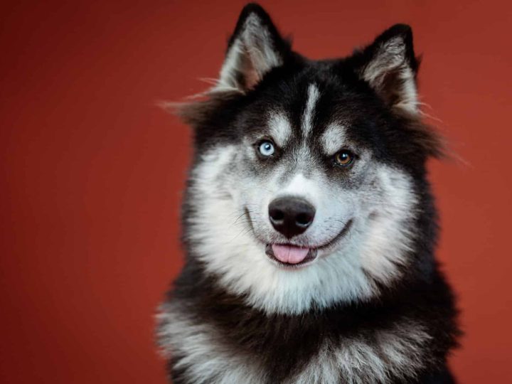 honden met blauwe ogen