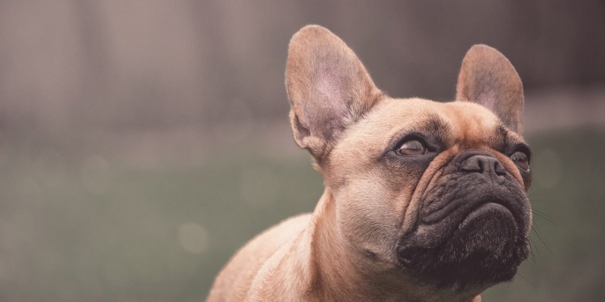 honden met een korte snuit