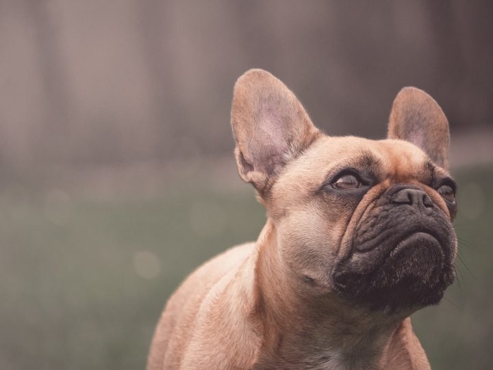 honden met een korte snuit