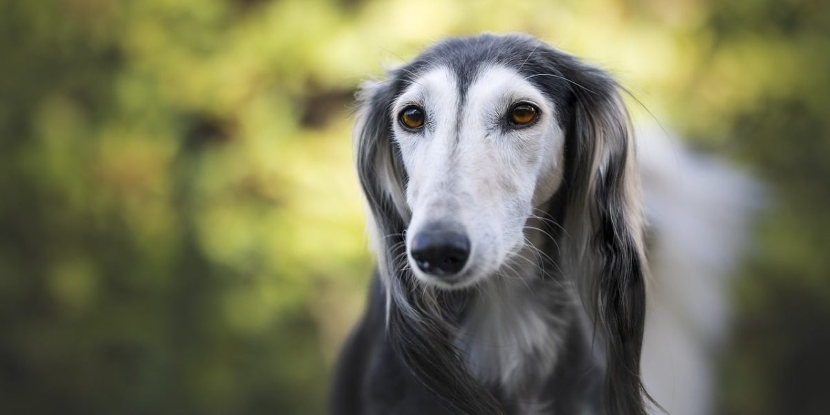 honden met een lange snuit