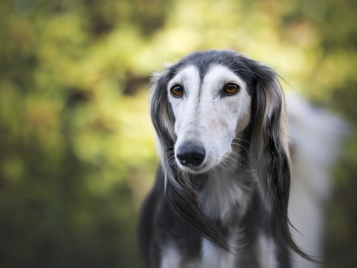 honden met een lange snuit