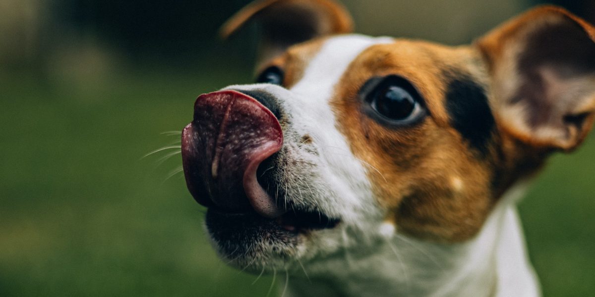 mag een hond eierkoek