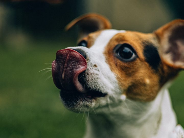 mag een hond eierkoek