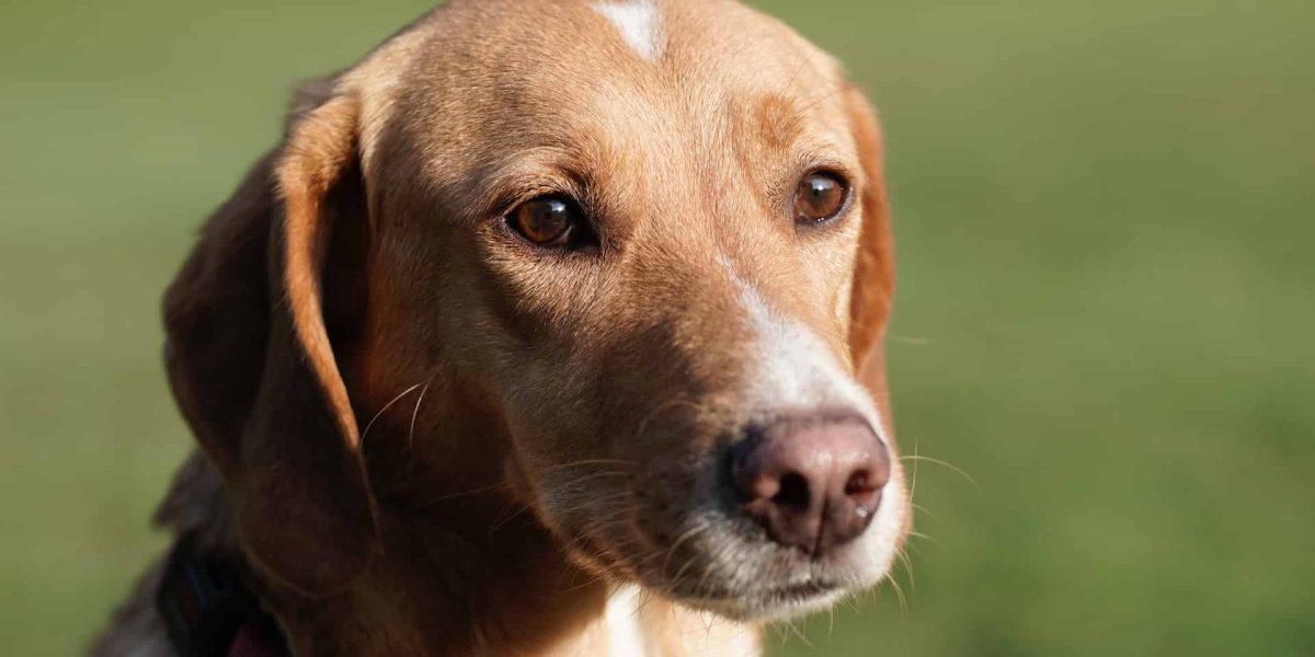 mag een hond mosselen
