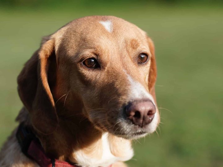 mag een hond mosselen