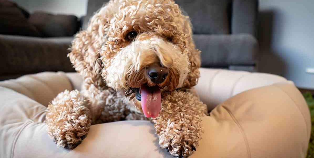 mand donut hond