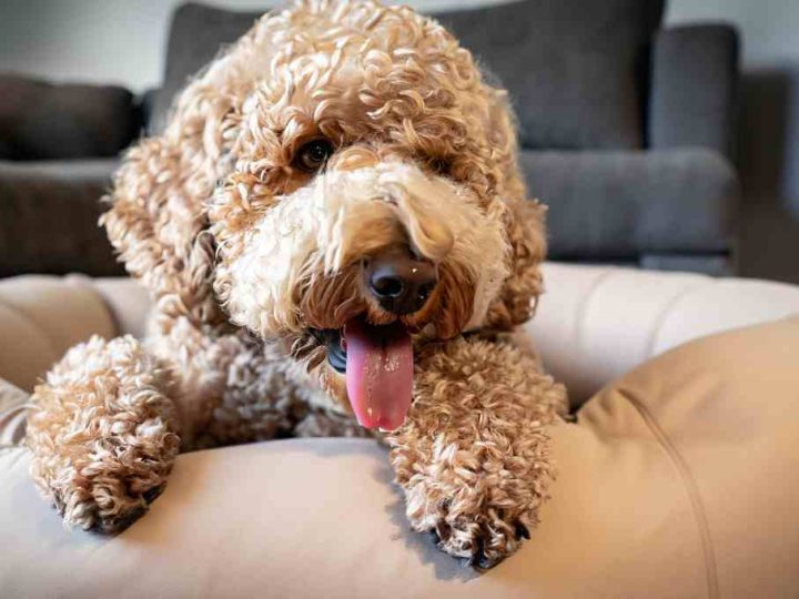 mand donut hond