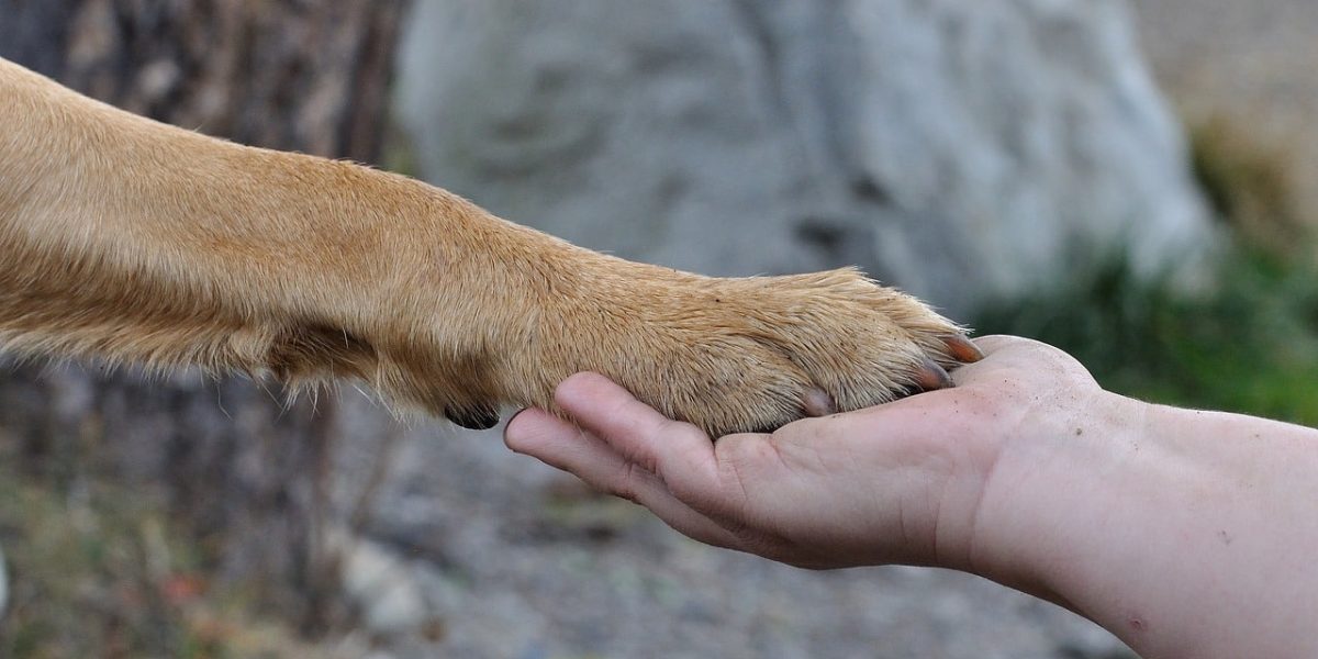 voetzolen van je hond