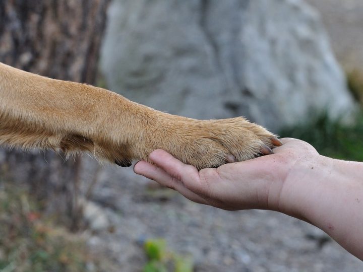 voetzolen van je hond