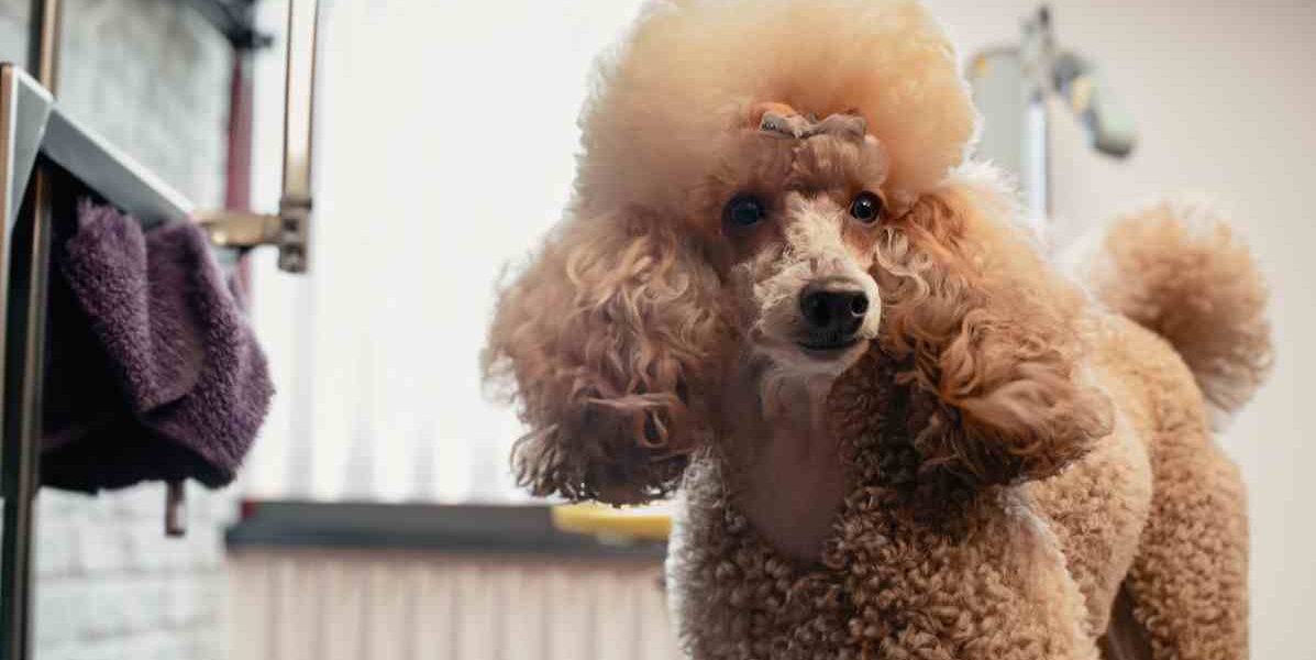welke honden moeten naar de trimsalon