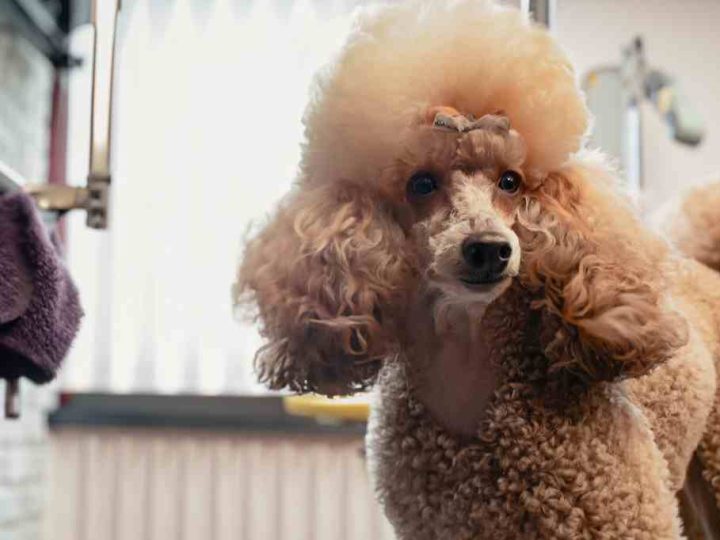 welke honden moeten naar de trimsalon