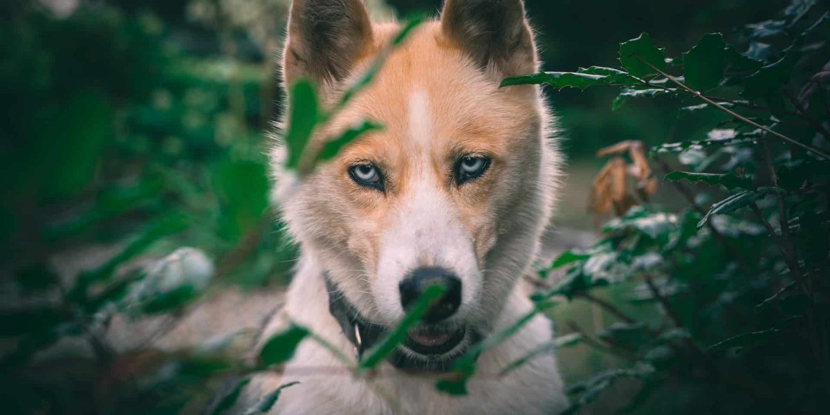 enge honden