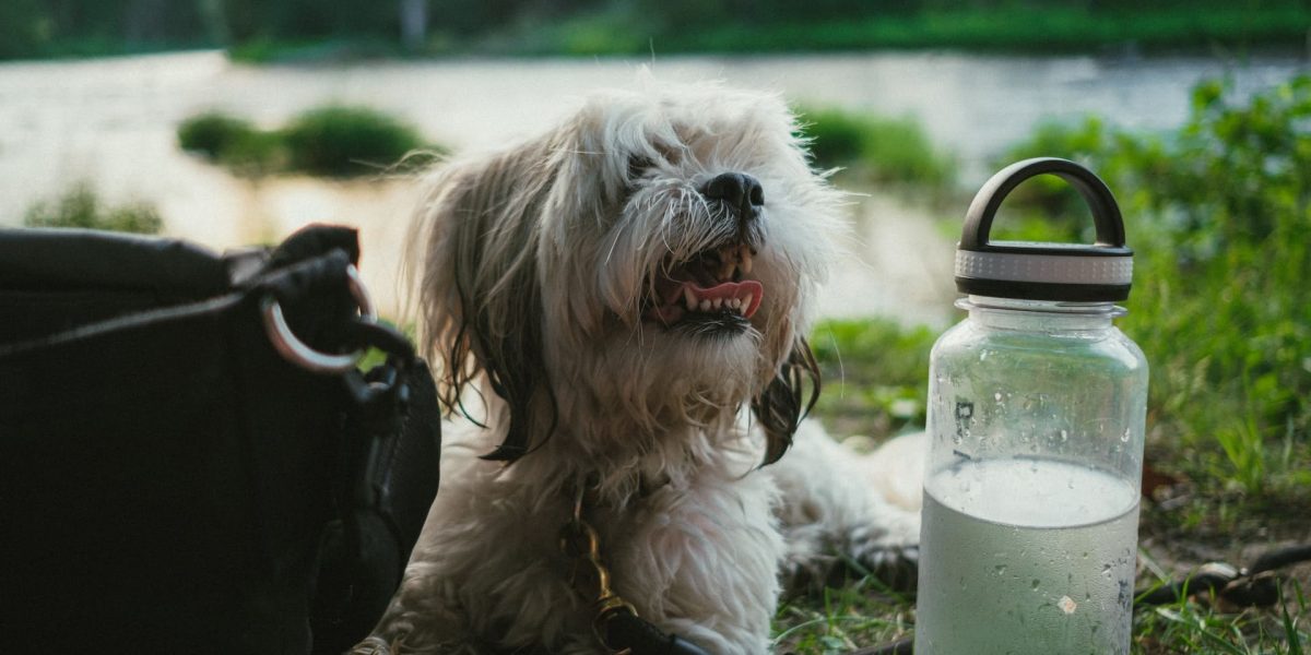 grijze honden