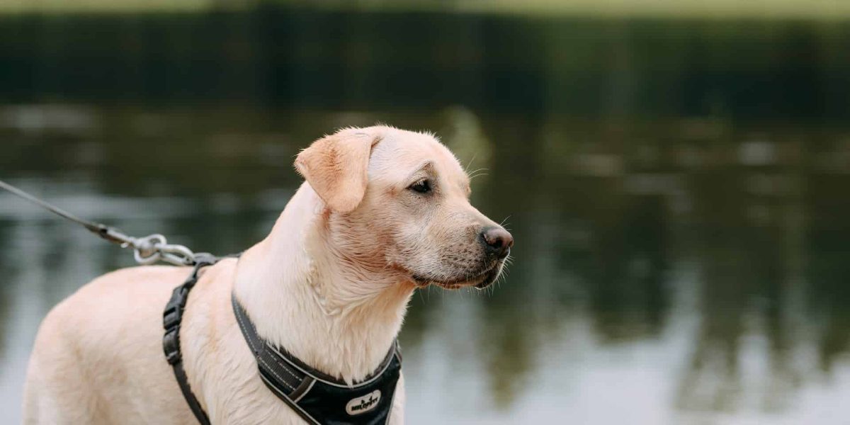 hond heeft koude oren