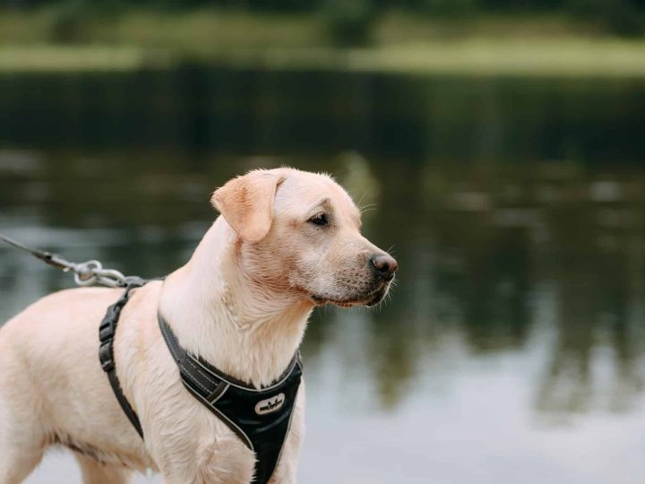 hond heeft koude oren
