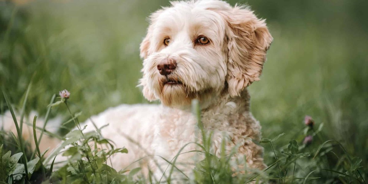 hypoallergene hond