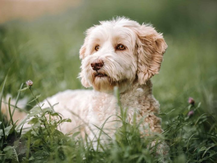 hypoallergene hond