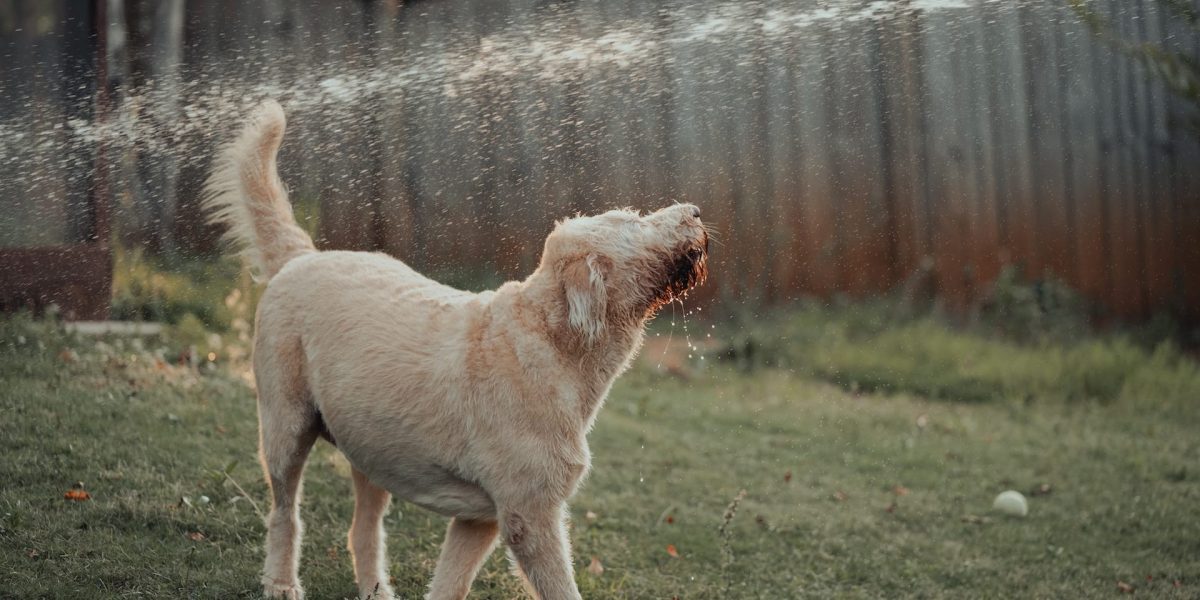 waarom kauwen honden op takken