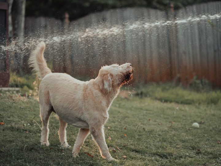 waarom kauwen honden op takken