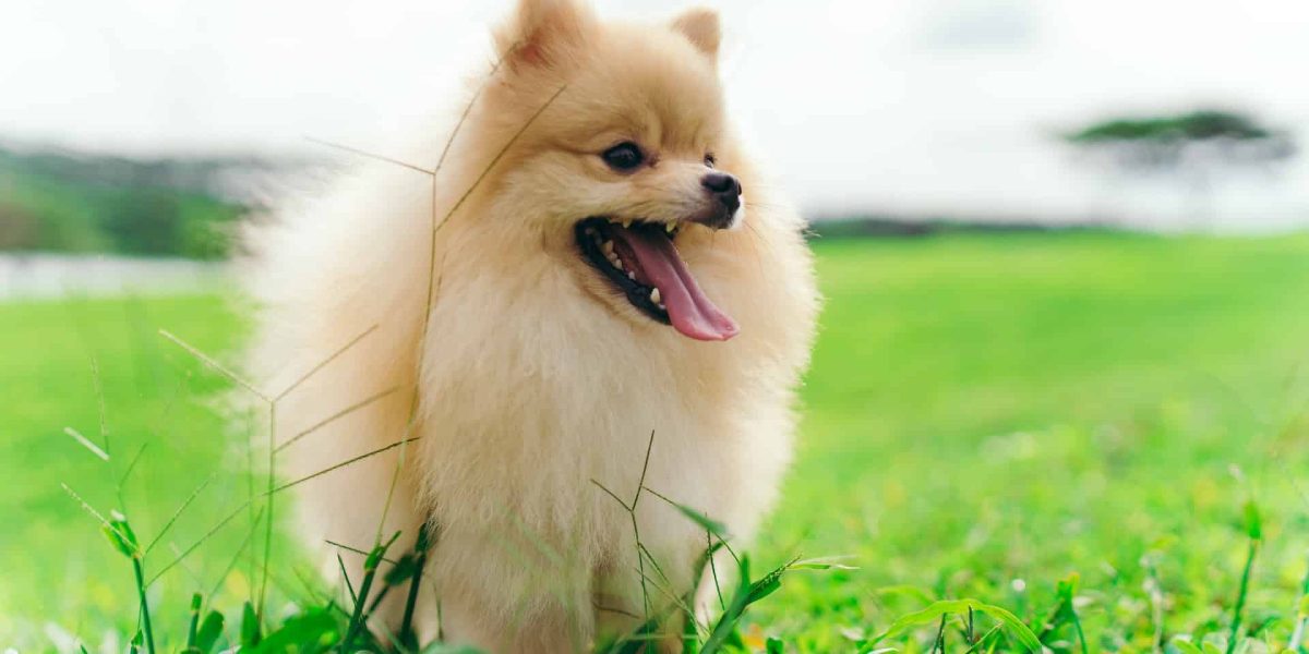waarom kwispelen honden