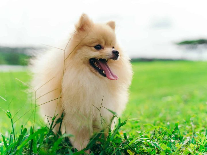 waarom kwispelen honden
