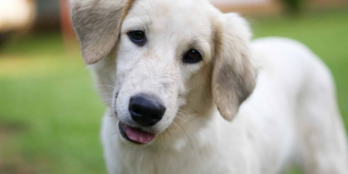 waarom piept mijn hond