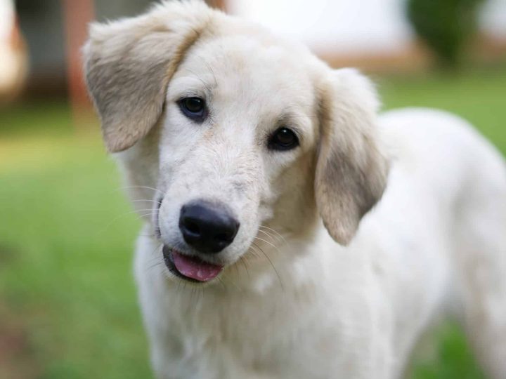 waarom piept mijn hond